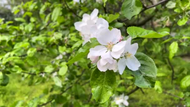 Manzano Floreciente Principios Primavera Flores Blancas Árboles Frutales Huerto Las — Vídeos de Stock