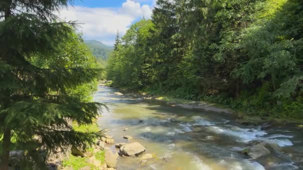 Dağ Nehri Ormanda Akıyor Sonsuz Meditasyon Videosu Ormanın Derinliklerindeki Dereler — Stok video