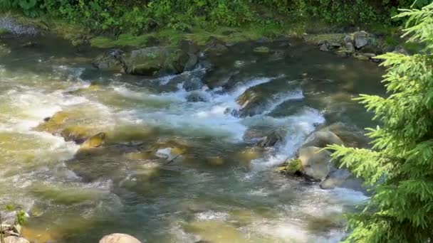 Гірський Ліс Швидка Річка Чистою Водою Тече Вниз Гірський Потік — стокове відео