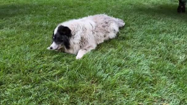 Pis Bir Evsiz Köpek Çimenlerde Yatar Bir Kemik Tavuk Bacağını — Stok video