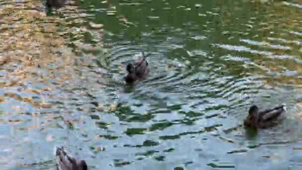 Beautiful Wild Ducks Lake High Quality Footage — Stock Video