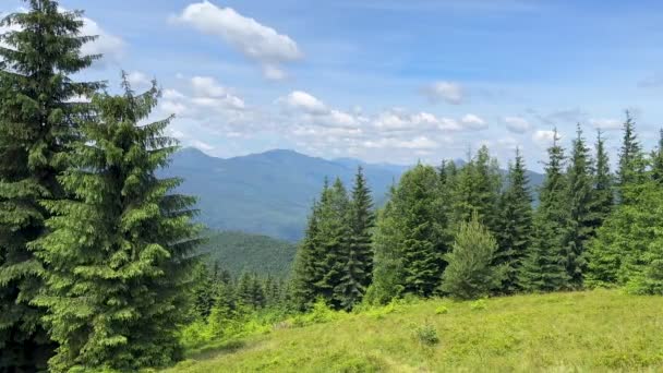 Blue Mountains Green Valley Panoramic View Ukrainian Mountains Summer Day — Stock Video