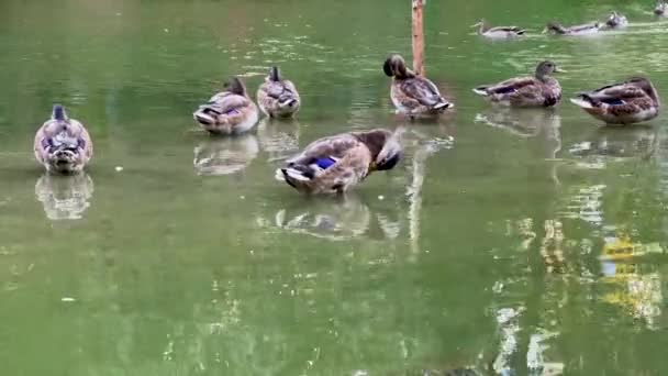 Πάπιες Κολυμπούν Μια Ήρεμη Λίμνη Τσιρίζοντας Φτερά Τους Για Κρατήσουν — Αρχείο Βίντεο