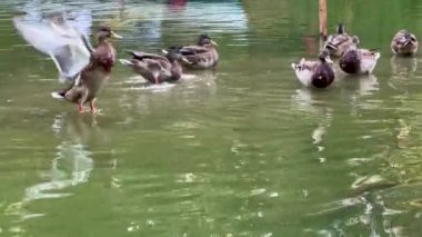 Ördekler yüzer, banyo yapar ve tüylerini sakin yeşil bir gölde temizler. Ördek kanatlarını düzeltiyor. Yüksek kalite 4k görüntü