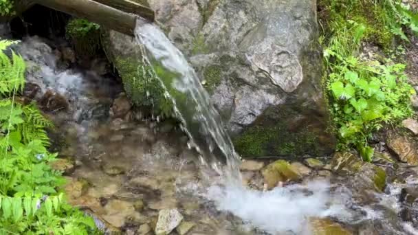 Ορεινή Πηγή Κρυστάλλινα Νερά Άφθονο Καθαρό Ρεύμα Ένα Δάσος Κρύο — Αρχείο Βίντεο