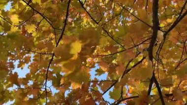 Güzel, parlak sarı akçaağaç yaprakları mavi gökyüzüne karşı rüzgarda hışırdıyor ve sallanıyor. Sonbahar mevsiminde parlak sarı yapraklar.