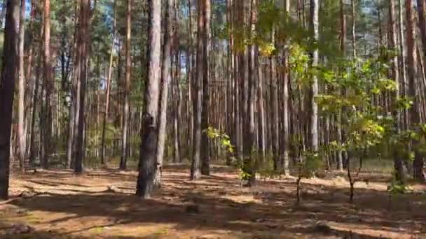 Câmera Move Longo Pinheiro Colorido Floresta Decídua Coberto Com Musgo — Vídeo de Stock