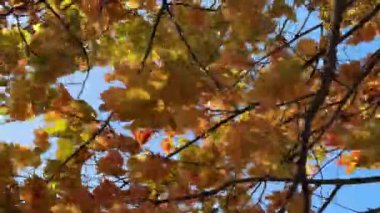 Sonbaharda sert rüzgar. Akçaağaç dalları rüzgarda sallanıyor. Sonbahar mevsiminde fırtınalı bir hava. Parlak sarı akçaağaç yaprakları donuk sonbahar güneşiyle aydınlanır.
