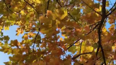 Sonbahar güneşi tarafından aydınlatılan parlak sarı akçaağaç yaprakları hafifçe sallanıyor, ama rüzgar güçleniyor ve dalları rüzgarda güçlü bir şekilde sallanmaya başlıyor.. 