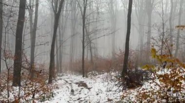 Gizemli sisli kış ormanı. Korkunç bir atmosfer. Ürkütücü sisli bir ormanda yürüyen ilk kişi. Yüksek kalite 4k görüntü