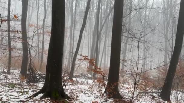 Marcher Dans Une Forêt Hiver Mystique Effrayante Brumeuse Avec Des — Video