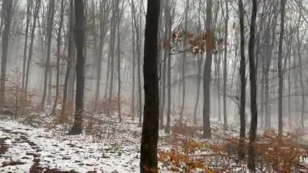 Caminando Místico Terror Espeluznante Niebla Bosque Invierno Nevado Moviéndose Través — Vídeo de stock