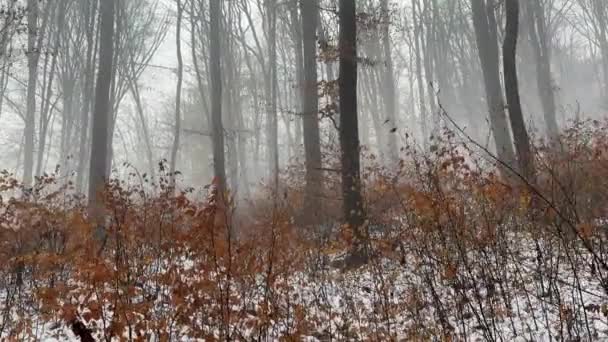 Caminhando Mística Assustadora Floresta Inverno Nebulosa Com Árvores Retas Mova — Vídeo de Stock