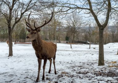 Karlı bir çayırda duran kızıl bir geyiğin portresi. Büyük boynuzları ve uzun kulakları olan güzel vahşi bir hayvan. Yüksek kalite fotoğraf
