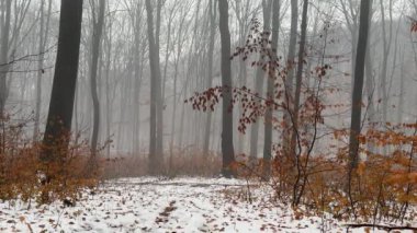 Gizemli sisli kış ormanı. Korkunç bir atmosfer. Ürkütücü sisli bir ormanda yürüyen ilk kişi. Yüksek kalite 4k görüntü