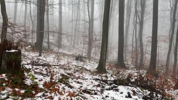 Marcher Dans Une Forêt Hiver Mystique Effrayante Brumeuse Avec Des — Video