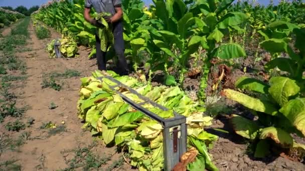 Hombre Agricultor Está Cosechando Hojas Tabaco Campo Para Posterior Procesamiento — Vídeos de Stock