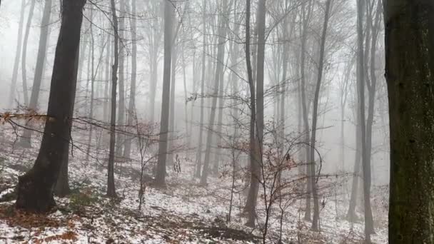 走在神秘而可怕的恐怖的雾蒙蒙的冬季森林里 有着笔直的树木 穿过薄雾弥漫的冬季森林 第一眼看到 雾蒙蒙的森林 晨雾可怕的 万圣节的概念 高质量的 — 图库视频影像