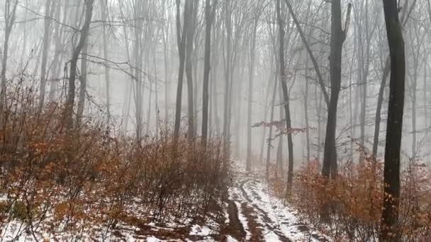 Caminando Místico Terror Espeluznante Niebla Bosque Invierno Nevado Moviéndose Través — Vídeo de stock