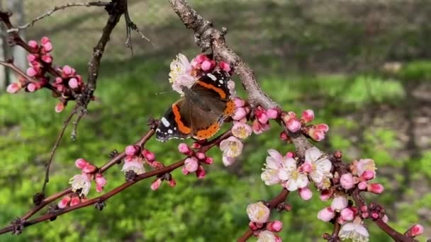 黒とオレンジの蝶が咲く桜の木の上に座り 餌をあげた後に花から飛び去る — ストック動画
