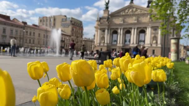 Imágenes Soleadas Tulipanes Amarillos Revoloteando Viento Contra Telón Fondo Majestuosa — Vídeos de Stock