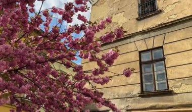  Kiraz çiçekleri ve yaprakları rüzgarda savruluyor eski bir binanın arka planında. Baharda güzel çiçek açan sakura. Yakın plan.