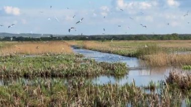 Büyük bir martı sürüsü sazlıklarla bataklık gölü üzerinde uçuyor. Yüksek kalite 4k görüntü