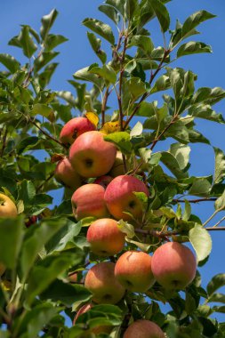 Elma ağacı meyve bahçesinde elmalarla dolu. Sonbahar mevsimsel hasat. Meyve bahçesindeki bir dalda kırmızı olgun elmaların dikey fotoğrafı. Organik tarım, bahçıvanlık, vejetaryen eko gıdalar..