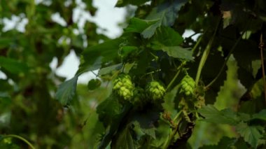 Bira yapmak için yeşil taze zıplama külahları yakın plan, arka planda yeşil zıplama alanı. Yetişkin çekimleri. Hops bira üretiminin ana bileşenidir. Yüksek kalite 4k görüntü