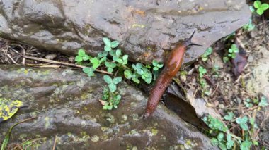 Yağmurlu havada bir salyangoz taştan taşa güvenle tırmanacak. Yüksek kalite 4k görüntü