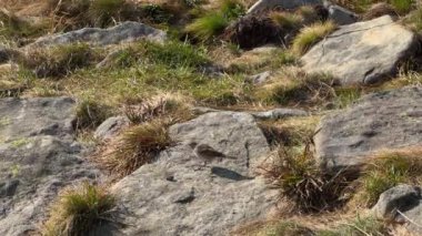 Küçük kuş dağda taşların üzerinde ekmek yiyor. Yüksek kalite 4k görüntü