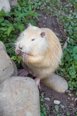 Büyük beyaz tatminkar ceviz, pençelerinde yapraklar tutar ve onları yer. Genç beyaz albino nutria Myocastor coypus 'un dikey portresi. Yüksek kalite fotoğraf