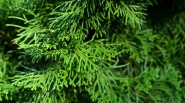 Thuja dalları bahçede rüzgarda hafifçe çırpınır. Yeşil ağaç yaprakları sallanıyor, hafif esintide çit var, bahar ya da yaz günü. Vahşi doğa. Yüksek kalite 4k görüntü