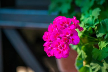 Bereketli yeşil yapraklı mor sardunya çiçeklerinin canlı yakın çekimleri, bahçenin zarif taç yapraklarını ve canlı renklerini gözler önüne seriyor. Uzayı kopyala Yüksek kalite fotoğraf