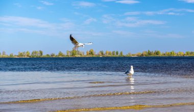 A white seagull in flight over a river eats its prey with its beak open. . High quality photo clipart