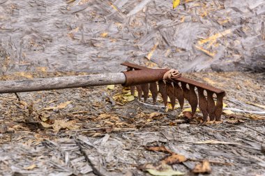 Ahşap arka planda eski paslı tırmık, kopyalama alanı. Eski bahçe aletleri. Yüksek kalite fotoğraf