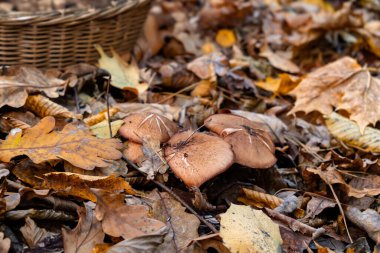 Sonbahar ormanlarında hasır bir tahsilat sepetinin yanında düşen meşe yaprakları arasında yetişen yabani mantarlar. Yüksek kalite fotoğraf