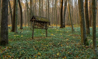 Sonbahar ormanında ahşap hayvan besleyicisi. Ormanda geleneksel av hayvanı besleyicisi. Yüksek kalite fotoğraf