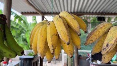 Bir avuç sarı ve yeşil muz bir meyve standının üzerinde sallanıyor. Satılık olgun muzlar. Yüksek kalite 4k görüntü