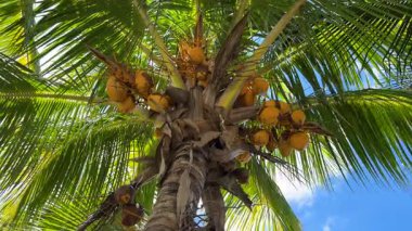 Dallarından sarkan bol miktarda hindistan cevizi ile süslenmiş gür bir tropikal palmiye ağacı. Tropik hindistan cevizi palmiyesi hasadı. Hindistan cevizi ağacı tepe örtüsü manzaralı. Yüksek kalite 4k görüntü