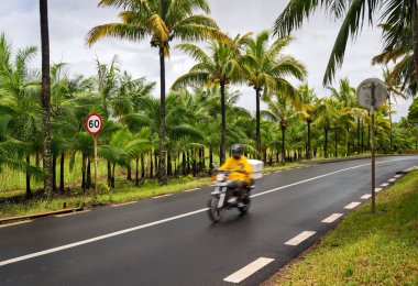 Tropikal yol: Palm Grove 'dan geçen motosikletli. Hız limiti 60: yemyeşil palmiyelerin ortasındaki kıyı yolu. Manzaralı tropik yolda bulanık motosiklet hareketi. Yüksek kalite fotoğraf