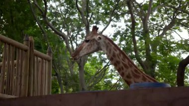 Vahşi yaşam parkındaki ahşap bariyerin arkasında yemek yiyen ve gözetleyen meraklı zürafa. Hayvanat bahçesi hayatı: Zürafalar ağaçların yanında zarif bir kahvaltı. Hayvanat bahçesinde güzel, uzun zürafa gözlem yapıyor. Yüksek kalite