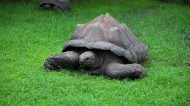 Tarih öncesi görünümlü dev kaplumbağa doğal ortamında yemek yiyor. Eski kaplumbağa türleri yeşil çimlerin üzerinde dinlenir. Vahşi hayatta görkemli dev kaplumbağa.