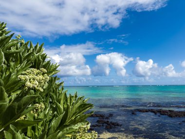 Plaj bitkilerinin arasından okyanus manzarası. Yerli bitkilerle sakin tropikal deniz manzarası. Plaj bitkisi turkuaz sularla buluşuyor. - Evet. Yüksek kalite fotoğraf