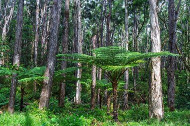 Eski eğreltiotlarıyla ılıman yağmur ormanları. Yüksek okaliptüs ve ağaç eğreltiotlarıyla doğal orman. Ağaç eğreltiotlu Avustralya okaliptüs ormanı. Yüksek kalite fotoğraf