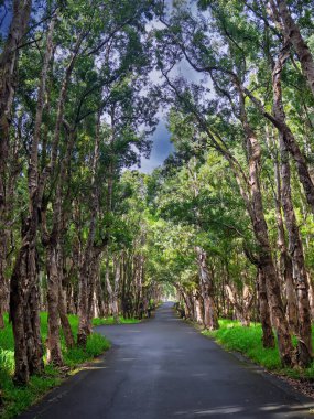 Yeşilliğin doğal tüneli. Okaliptüs Bulvarı: Yeşil bir koridorda yolculuk. Doğanın kemer yolu. Yeşil koridor: Yükselen ağaçların altındaki sakin yol. Yüksek kalite fotoğraf