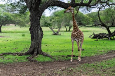 Giraffe in natural savanna habitat ander acacia tree. Lone peaceful giraffe standing on green grassland in african wilderness. High quality photo