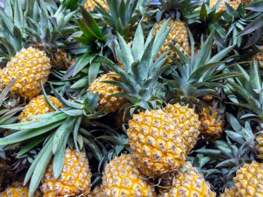 Tropical fruit harvest: vibrant collection of fresh pineapples with green leaves and textured golden skin.Freshly organic picked tropical pineapples. High quality photo