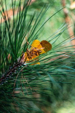 Yellow autumn leaf caught in pine needles.Seasonal contrast: autumn leaf on evergreen pine. High quality photo