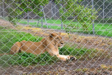 Vahşi yaşam sığınağındaki tel örgülerin arkasında dişi aslan dinleniyor. Yüksek kalite fotoğraf